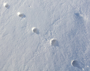 Cat footprints in the snow as a background.