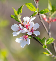 Flowers on the cherry tree.