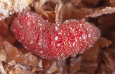 Red maggot worms in sawdust.
