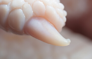 Close-up of a nail on a paw of a chicken.
