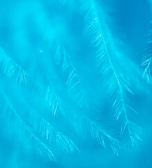 Fototapeta na wymiar Blue feather as a background.