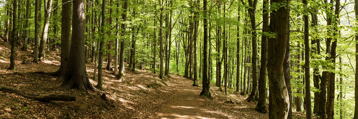 Panoramic image. Beautiful dense forest in the sunshine in summer. Light and shadow