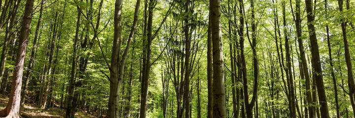 Panoramic image. Beautiful dense forest in the sunshine in summer. Light and shadow