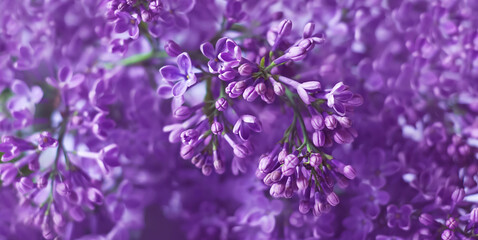 fioletowe kwiaty bzu kwitną w ogrodzie - obrazy, fototapety, plakaty