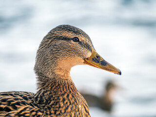 Portrait of mallard female. Close-up