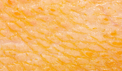 Yellow skin on the paws of a goose as a background. © schankz