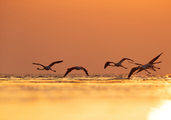 Greater Flamingos flying at Asker coast during sunrise, Bahrain