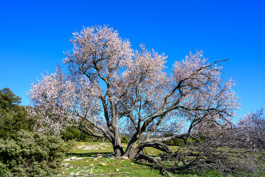 Amandier en fleur de la Crau des Mayorques