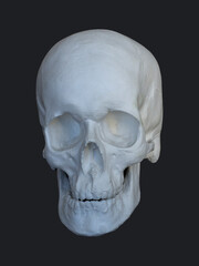 Human skull, plaster model, cast, object for drawing. The study of human anatomy. Model for drawing from nature. Drawing lessons, academic drawing.