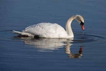 White swan on the water with reflection on the water surface and water drops dripping from its beak