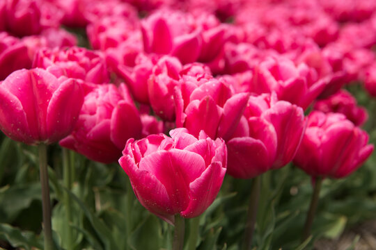 Close up of pink tulips in flower field in spring - Powered by Adobe