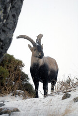 Cabras monteses en la sierra de Gredos en Avila. Espa&ntilde;a