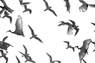 Obraz premium African Sacred Ibis and black gulls flying in opposite direction of each other, Bahrain