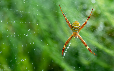Argiope keyserlingi (St Andrews Cross spider)