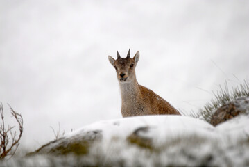 Cabras monteses en la sierra de Gredos en Avila. España