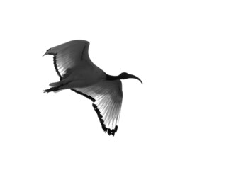 A backlit image of African Sacred Ibis in flight, Bahrain