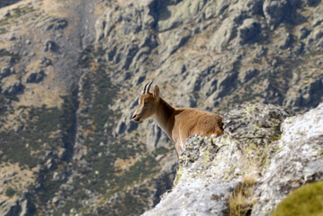 Cabras monteses en la sierra de Gredos en Avila. España