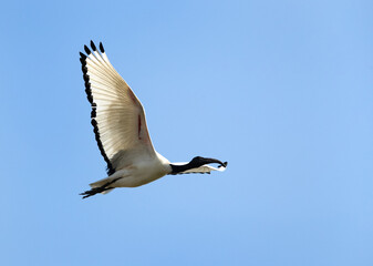 Obraz premium African Sacred Ibis in flight, Bahrain