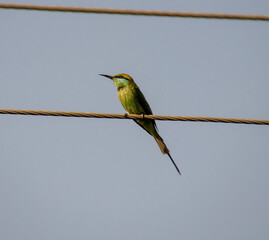 Green bird sitting on electric cable and looking to the side 