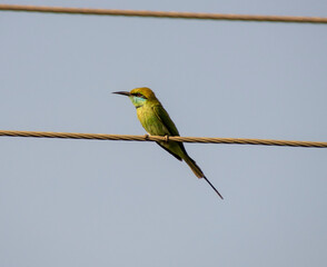 Green bird sitting on electric cable and looking to the side 
