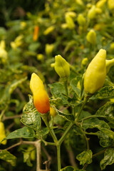 Cayenne pepper that will soon turn red on the pant