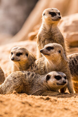 Familia Suricatta: Atención!