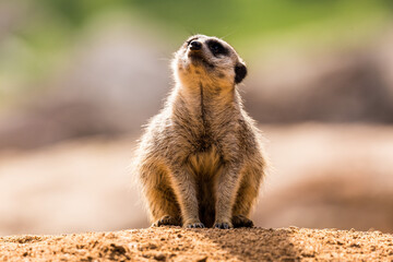 Familia Suricatta: Hoy no llueve...