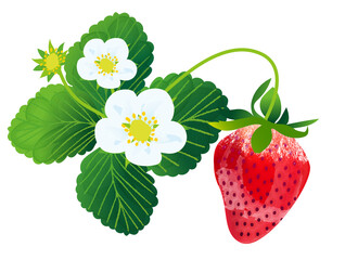 みずみずしい苺と苺の花のイラスト