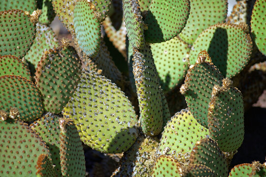 Cactus Closeup
