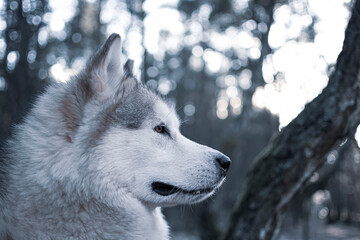 Proud Alaskan Malamute in the woodland. White obedient dog observing a wild forest in the evening, Poland. Selective focus on the details, blurred background.