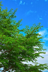 Obraz premium 新緑の木と青空