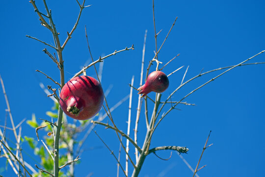 Strange Fruit