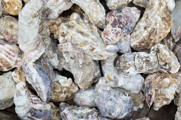 A lots of  of oyster shell texture