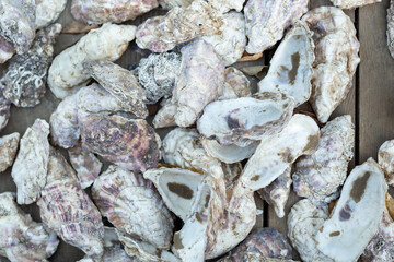 A lots of  of oyster shell texture