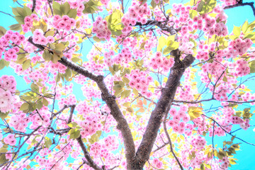 快晴の空に映える満開の八重桜