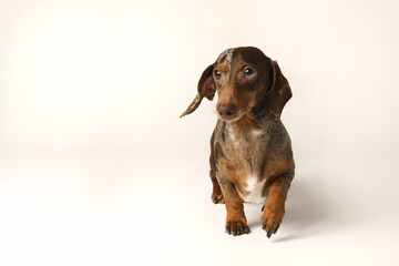 Miniature rabbit dachshund, marbled coat. Isolated on a white background