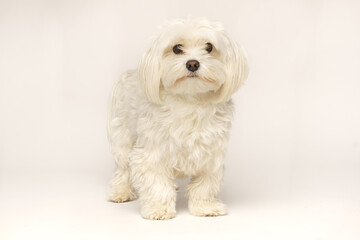 Beautiful white Bichon Maltese isolated on white background