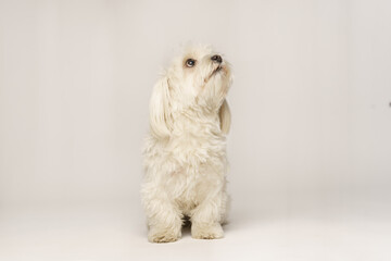 Beautiful white Bichon Maltese isolated on white background