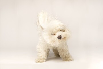 Beautiful white Bichon Maltese isolated on white background