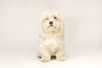 Beautiful white Bichon Maltese isolated on white background