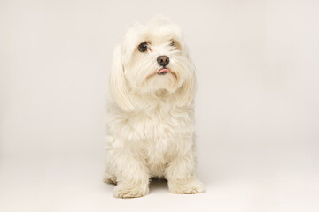 Beautiful white Bichon Maltese isolated on white background