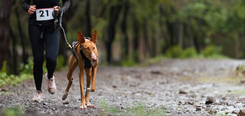Dog and its owner taking part in a popular canicross race. Canicross dog mushing race