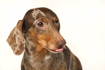 Miniature rabbit dachshund, marbled coat. Isolated on a white background