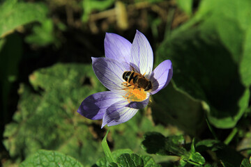 Fototapeta premium bee on a flower