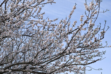 blooming almond tree