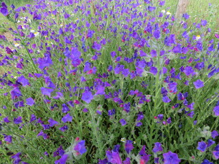 Fototapeta premium flower color pretty natural smell plant spring petals