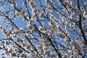 blooming almond tree