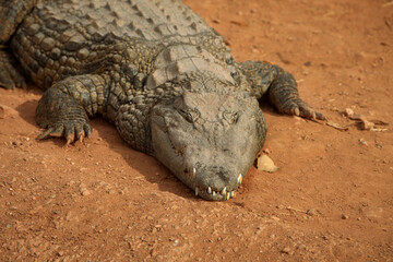 Fototapeta premium a close-up photo of a crocodile. Reptile and predator