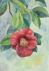 blooming camellia branch - 489677918