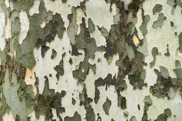 Plane tree's bark peels off. A bark of a platanus with different colors of brown, grey and beige